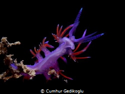 Flabellina affinis
VIOLET BEAUTY by Cumhur Gedikoglu 